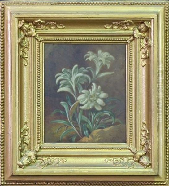 Edelweiss Oil Painting by Joseph Schuster