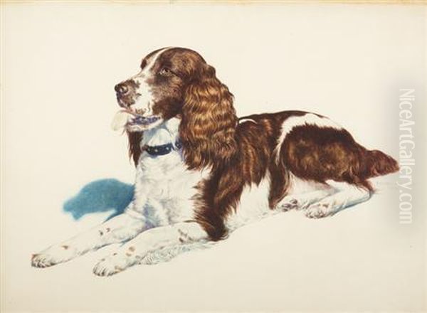 Springer Spaniel by J. Rutherford Boyd