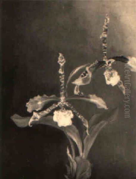 Eine Orchidee, 'odontoglossum Grande Humeanum' Oil Painting by Ignaz Seelos