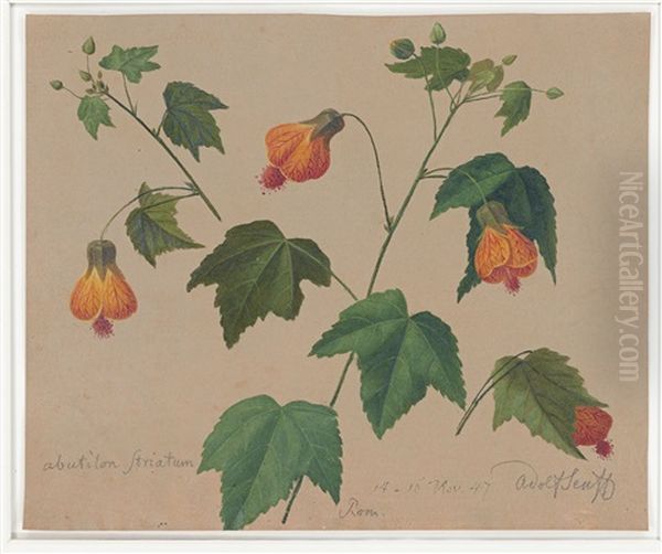 Abutilon Striatum (schonmalve) Oil Painting by Adolf (Carl) Senff