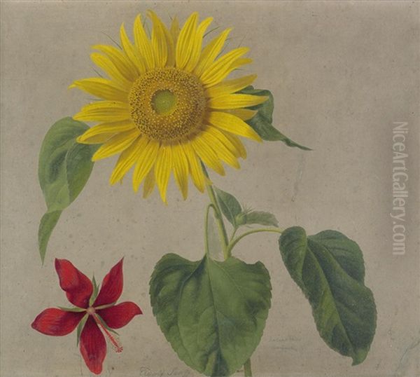 Sonnenblume Und Hibiskus Oil Painting by Adolf (Carl) Senff