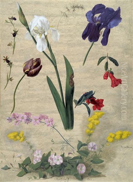 Studienblatt Mit Mimosen, Iris Und Buschwinden Oil Painting by Adolf (Carl) Senff