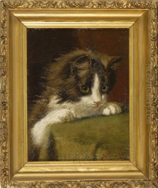 Portrait Of A Kitten Oil Painting by Sydney Lawrence Brackett