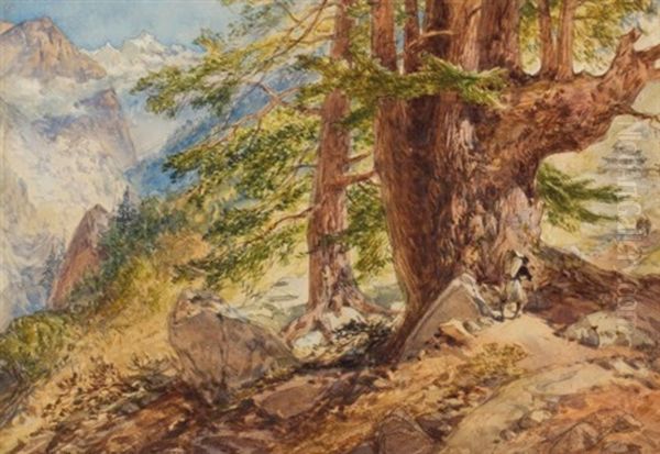 A Large Deodar Tree In The Himalayas Oil Painting by William Simpson