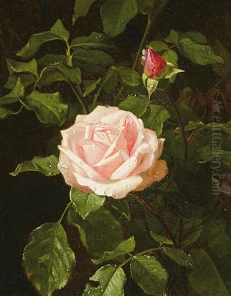 Bluhende Rose Oil Painting by Clara Von Sivers