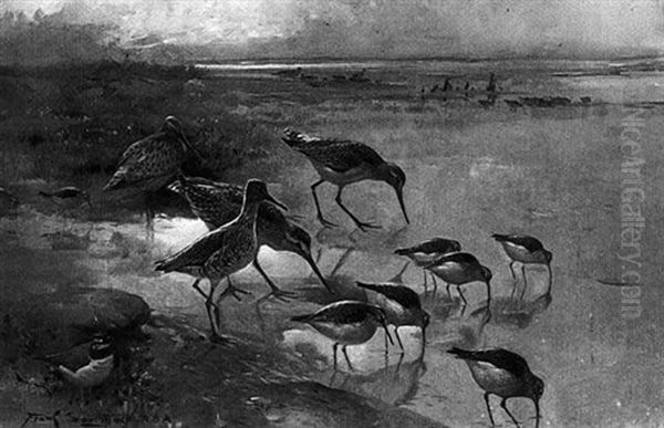 Waders On A Seashore Oil Painting by Frank Southgate