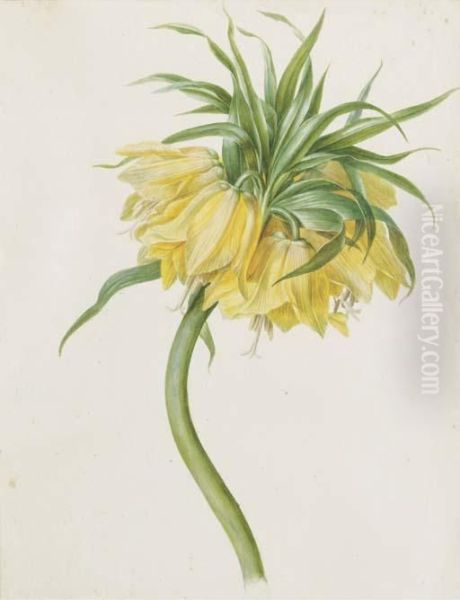 Fritillaria Imperialis Oil Painting by Josef von Brandt