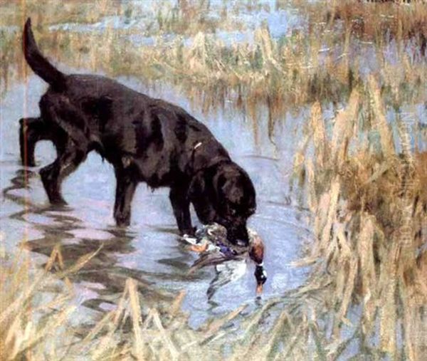 Black Retriever And Mallard Oil Painting by George Vernon Stokes