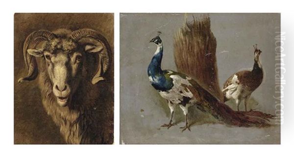 A Ouessant Sheep; A Peacock And A Peahen; And A Goat (3 Works) Oil Painting by Hendrik Stokvisch