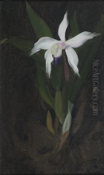 Orchid by Sir James Stuart