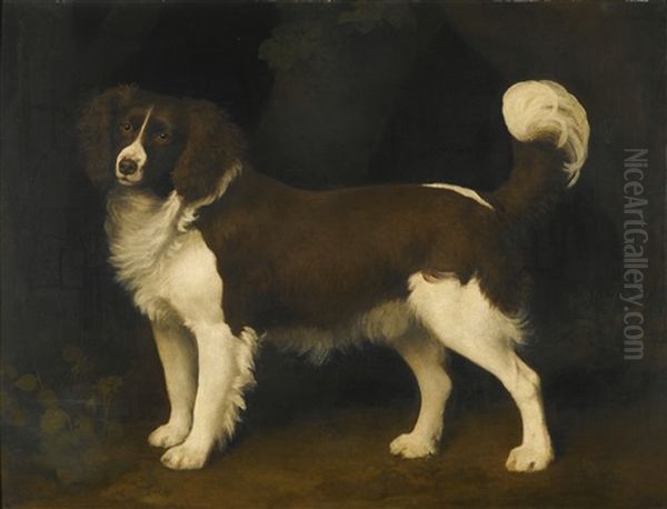 Portrait Of A Dark Brown And White Newfoundland Spaniel Oil Painting by George Stubbs