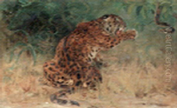 Leopard Baiting A Snake Oil Painting by John Macallan Swan