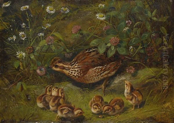 Quail Oil Painting by Arthur Fitzwilliam Tait