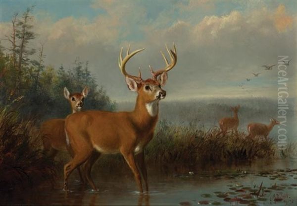 Deer At Water's Edge Oil Painting by Arthur Fitzwilliam Tait