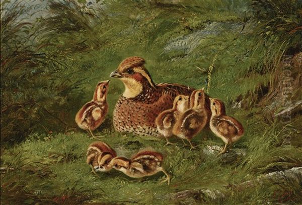 Hen Quail And Chickens Oil Painting by Arthur Fitzwilliam Tait