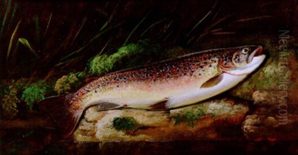 A Rainbow Trout On A Riverbank Oil Painting by Thomas G. Targett