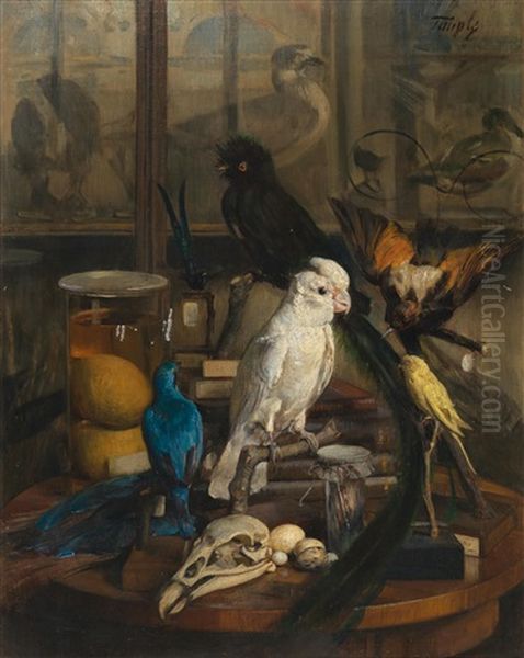 View Of The Ornithology Study At The Natural History Museum In Vienna Oil Painting by Hans Temple