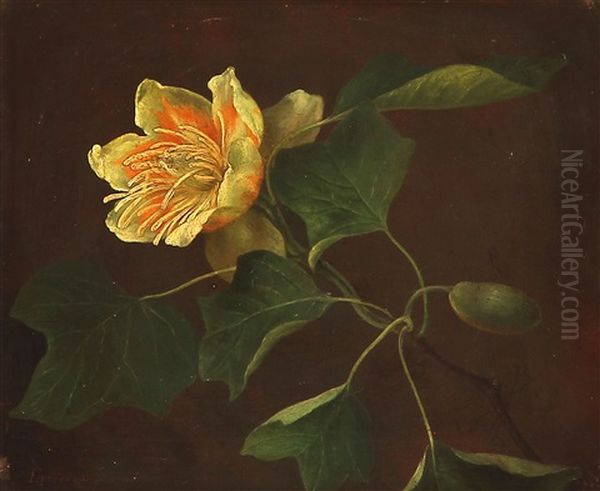 Blomst Af Tulipantraeet Oil Painting by Emma Augusta Thomsen