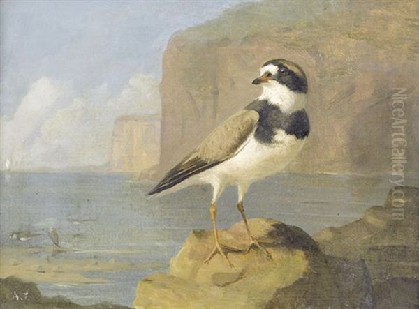 Sandregenpfeifer An Felsiger Meereskuste Oil Painting by Archibald Thorburn