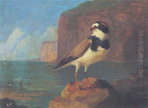 Nahansicht Eines Sandregenpfeifers Oil Painting by Archibald Thorburn