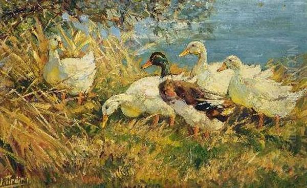 Funf Enten Am Ufer Oil Painting by Willy Tiedjen