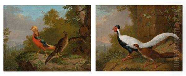 A Pair Of Animal Pictures: A Pair Of Golden Pheasants And Pair Of Silver Pheasants Oil Painting by Johann Heinrich Tischbein the Younger