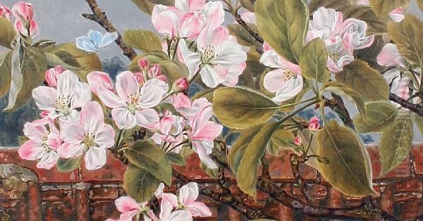 Apple Blossom And Butterfly Oil Painting by Rosa Brett