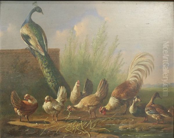 Kippen, Eenden En Een Pauw Bij Een Tuinmuur Oil Painting by Albertus Verhoesen