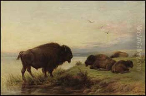 Buffalo Grazing Oil Painting by Frederick Arthur Verner