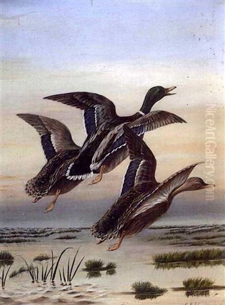 Three Mallard Ducks In Flight Oil Painting by George Louis Viavant