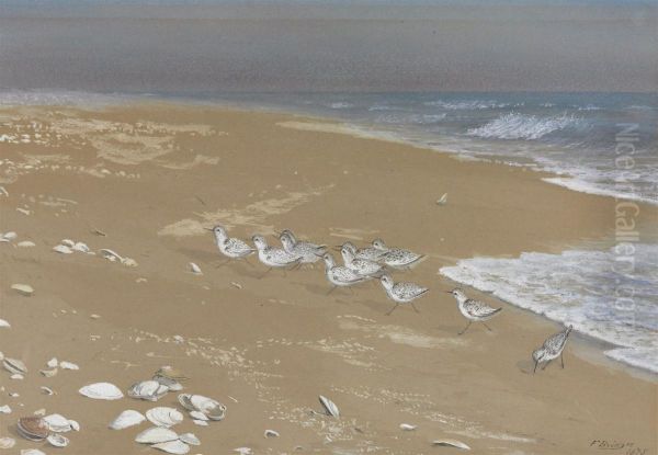 Sandpipers On A Beach Oil Painting by Fidelia Bridges