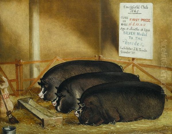 Three Prize Pigs Oil Painting by John Vine