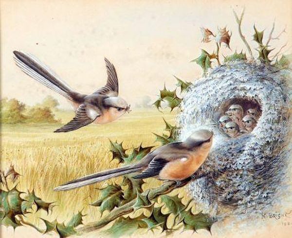 Long Tailed Tits By Their Nest Oil Painting by Harry Bright