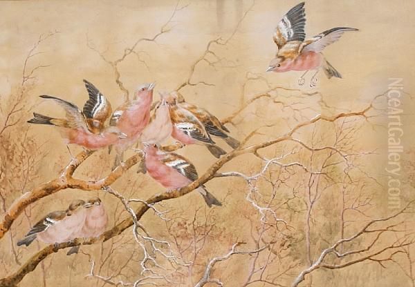 Chaffinches Oil Painting by Harry Bright