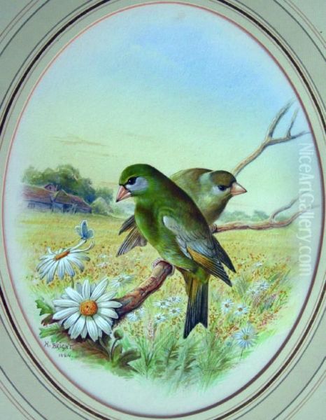 Greenfinches On A Bough Oil Painting by Harry Bright