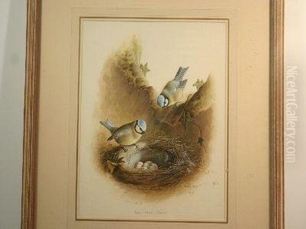 Two Blue Tits At Their Nest Oil Painting by Harry Bright