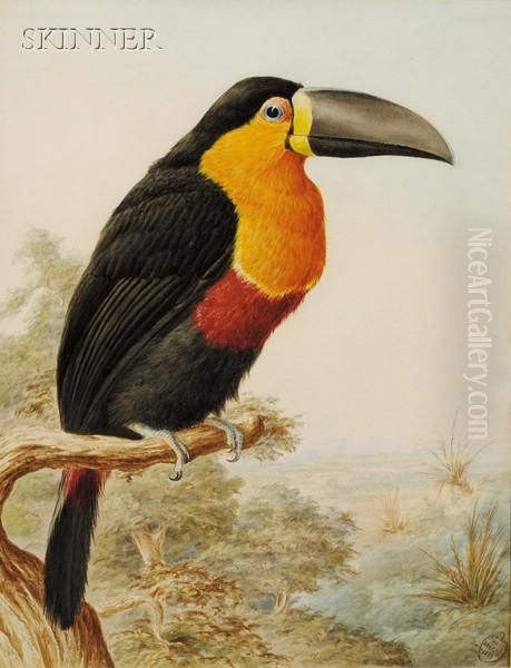 Toucan Oil Painting by Harry Bright