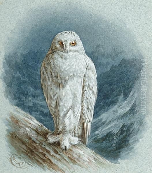 A Snowy Owl Oil Painting by Henry Barnabus Bright