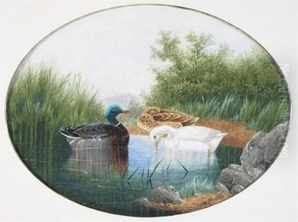 Ducks On A Pond Oil Painting by Charles Edward Snr Brittan