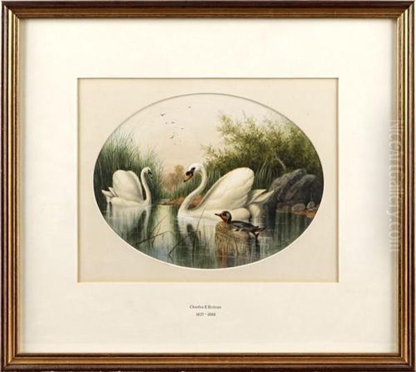 Two Swans And A Duck Among Rushes Oil Painting by Charles Edward Ii Brittan