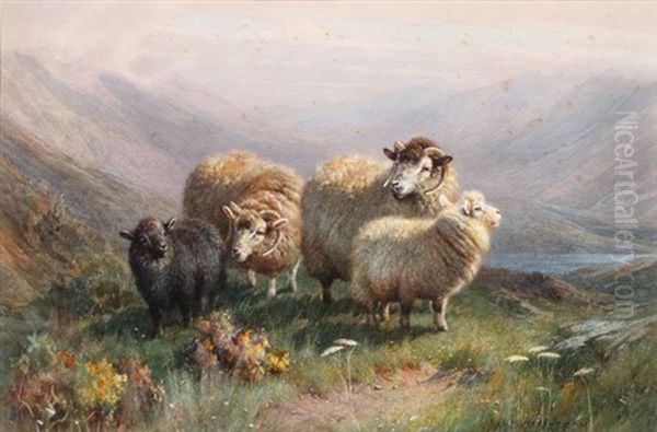 Highland Sheep Oil Painting by William R.C. Watson