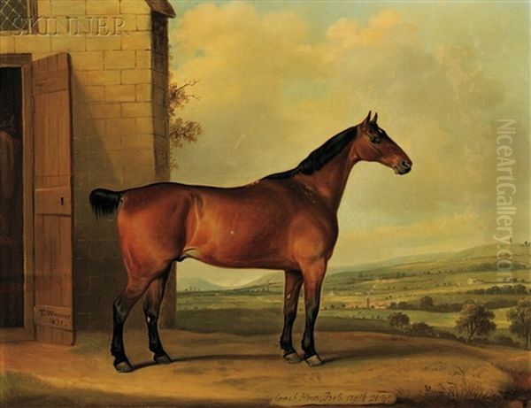 Coach Horse, Bob, Aged 21 Years Oil Painting by Thomas Weaver