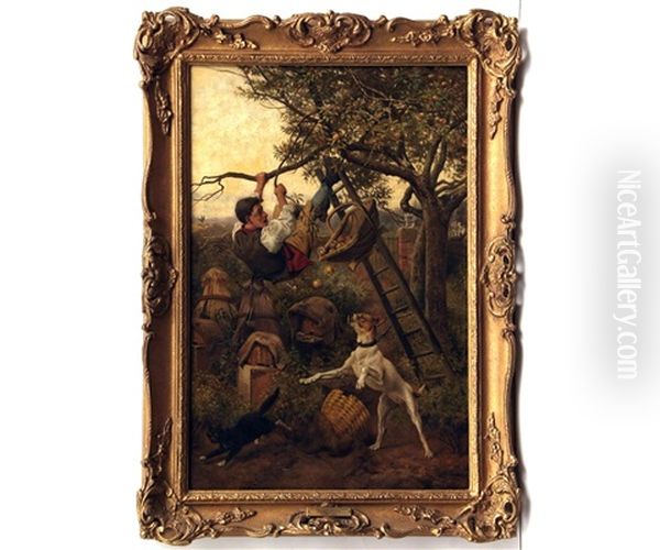 The Apple Picker Takes A Tumble Oil Painting by William Weekes