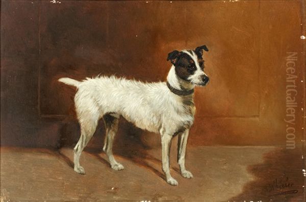 Portrait Of A Jack Russell Terrier Oil Painting by Alfred Wheeler