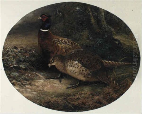 Pheasants Oil Painting by Charles Whymper