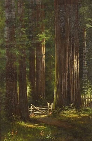 California Redwoods Oil Painting by Charles Theller Wilson