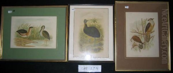 Three Chromolithographs From 'birds Of Australia' C.1890. One-carunculated Cassowary. + Minute Bittern + Nankeen Kestrel Etc. Each 32x24cm. Each Mntd. Frmd, With Letterpress Verso. Oil Painting by Gracius Joseph Broinowski