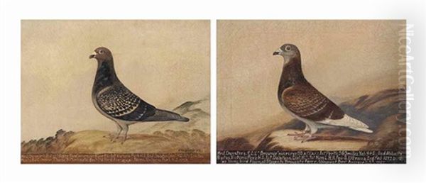 Prize Racing Pigeons: 'brownie' And 'fifty Two by Edward Henry Windred