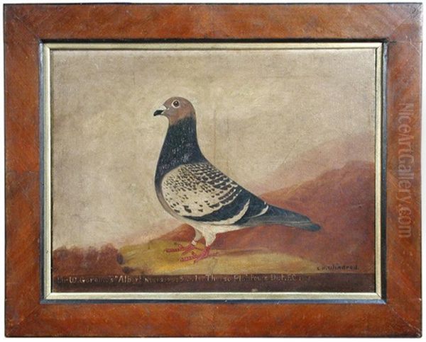 Study Of Albert, A Racing Pigeon by Edward Henry Windred