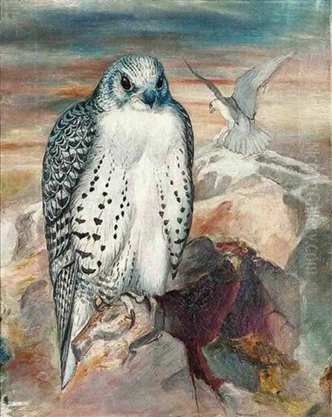 Icelandic Gyrfalcon (falco Islandicus), On A Cliff Top Oil Painting by Josef Wolf